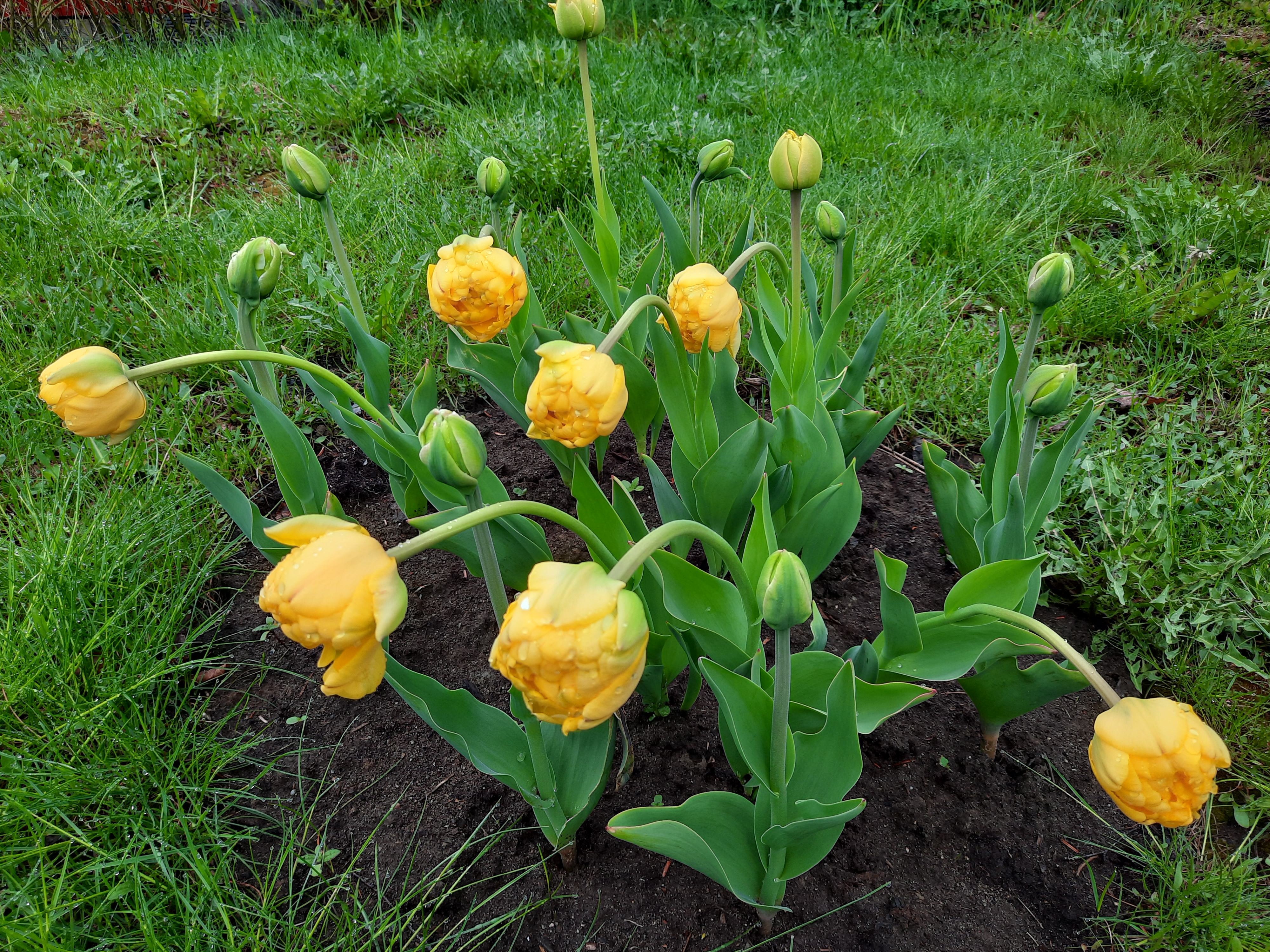 Keva- kesäpäivä keltaisia tulppaaneja